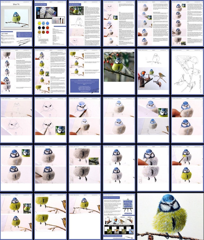 An overview image of all the pages in the blue tit painting lesson.  These are laid out with both written and photographic guidance.  The photos show Paul's painting as it progresses, start to finish.