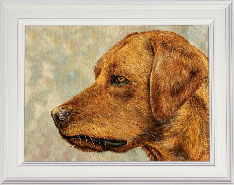 The finished Red Fox Labrador portrait in a white frame.