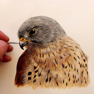 May include: A detailed watercolor painting of a kestrel, a small falcon with a gray head and brown body with dark brown markings. The bird's eye is focused and sharp, and its beak is open slightly.