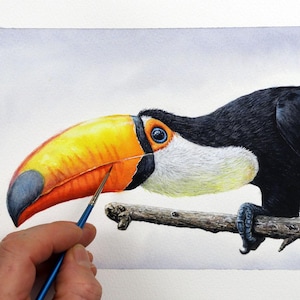 ORIGINAL Watercolour Toucan Painting, Realistic Fine Art Watercolor Wildlife Study