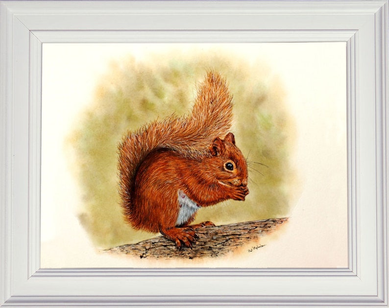 The finished red squirrel painting in a white frame.