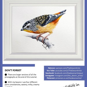 The first page of the lesson, which shows the completed spotted pardalote painting in a white frame.  Below are a list of other art websites where Paul shows his work and sells his lessons.