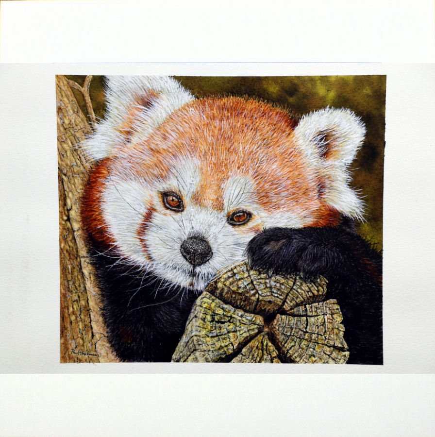 オリジナルのレッサーパンダの水彩画、動物の水彩画、野生動物のアート