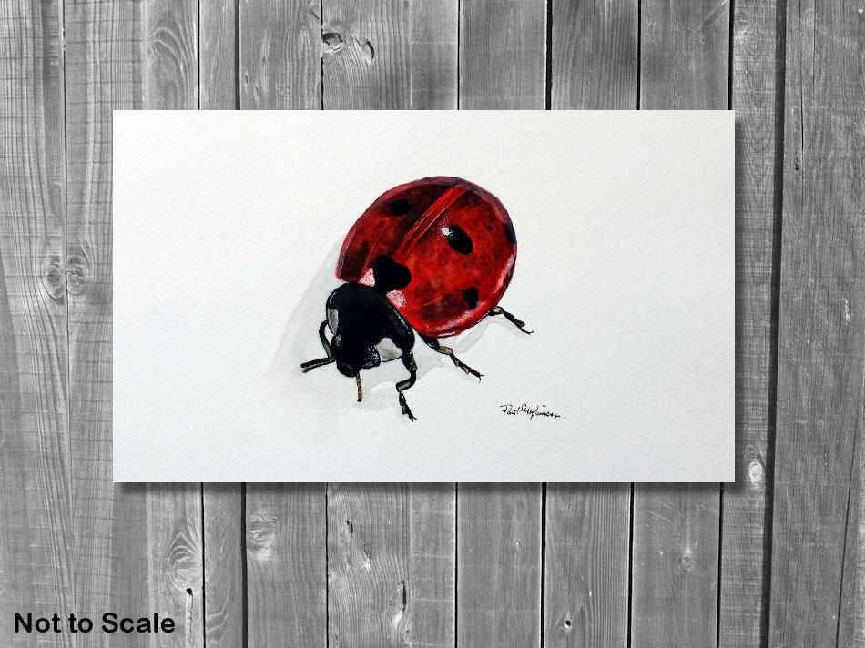 てんとう虫　アクリルガッシュ　イラストレーション　絵画 てんとう虫 アクリルガッシュ イラストレーション 絵画