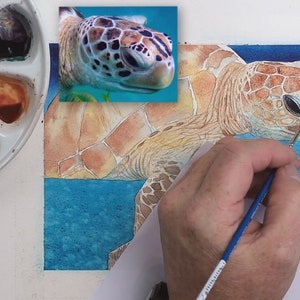 In this second step Paul has applied a wash to the whole turtle, this is already varied, and indicates the various colours within the animal.