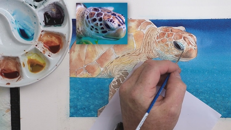 In this second step Paul has applied a wash to the whole turtle, this is already varied, and indicates the various colours within the animal.