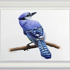 The completed blue jay painting in a white frame.  The bird is perched on a slim branch.  It is almost entirely blue, with black and white markings.  It is facing away but looking to the side.