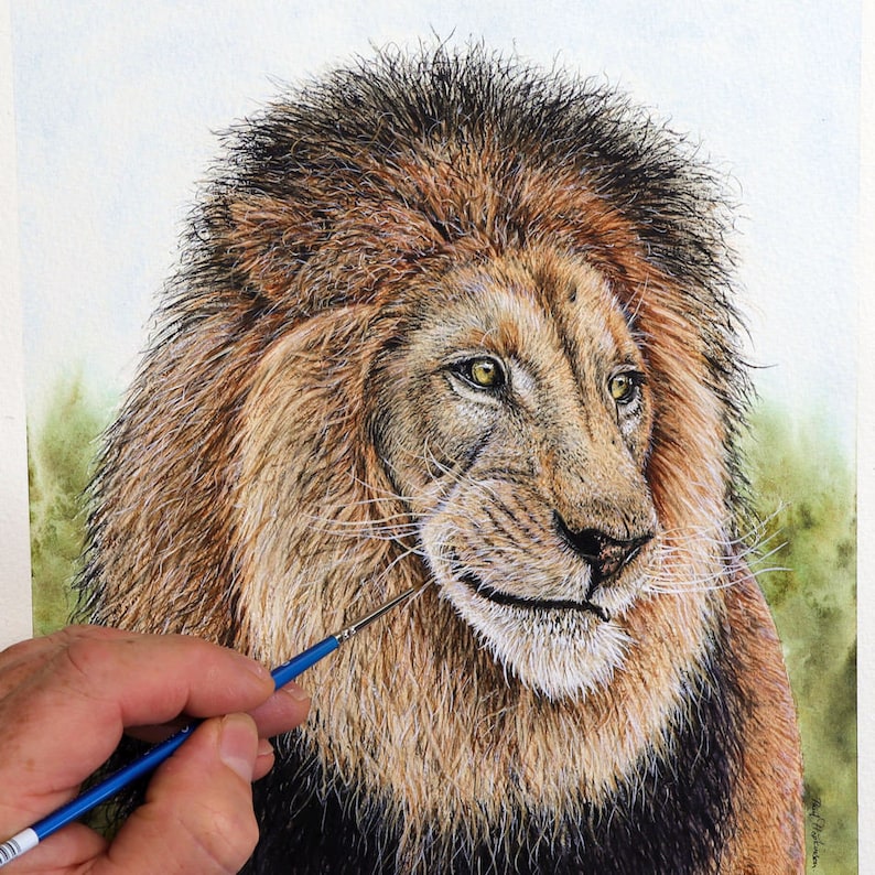 Paul finishing off a watercolour painting of a lion.  The study is focused on the face, and mane of a magnificent male, with bushes and sky behind him.  Lots of golds, browns, blacks and greys.