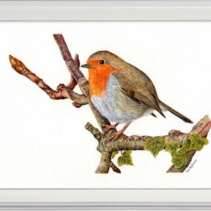 The finished robin painting in a white frame.