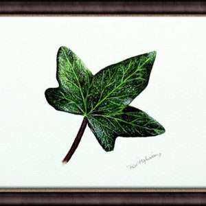 ORIGINAL Botanical Watercolor Leaf Illustration, Realistic Fine Art Ivy Leaf Watercolour Painting, Nature Wall Art, Paul Hopkinson Painting image 8