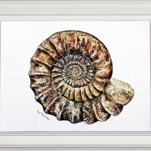 The completed pen and wash of the ammonite fossil.  This is a brown spiral, like a flattened snail shell in appearance, and very highly detailed.  It is shown in a white frame.