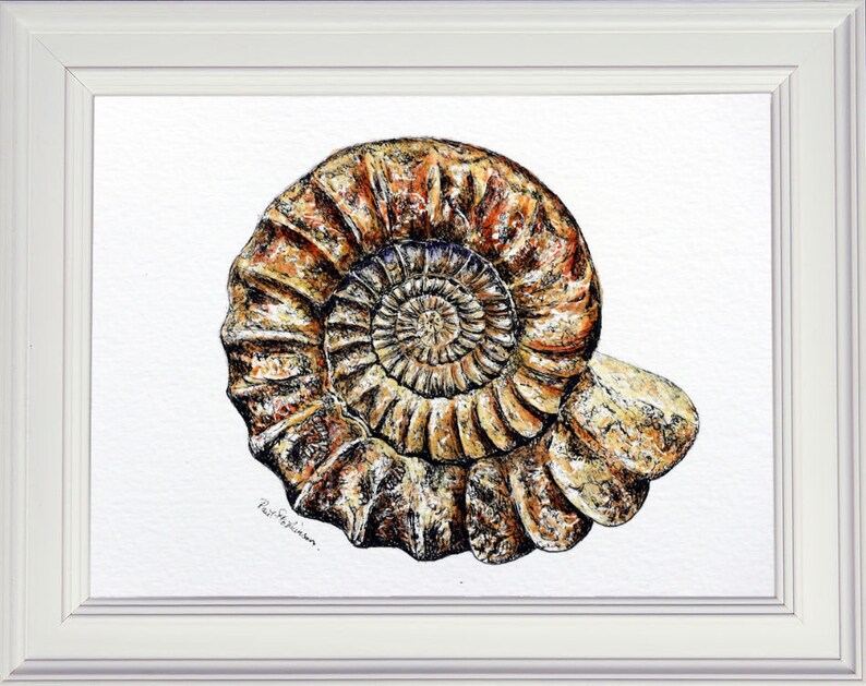 The completed pen and wash of the ammonite fossil.  This is a brown spiral, like a flattened snail shell in appearance, and very highly detailed.  It is shown in a white frame.