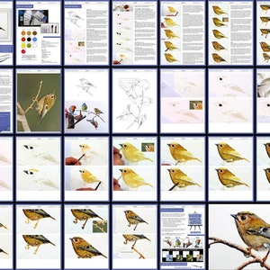 The goldcrest lesson overview, this shows all the pages with the bird progressively being painted in the photos that illustrate the whole lesson.  There's lots of written text too at the start of the tutorial.