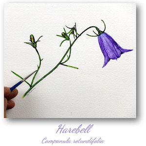 British Wildflower Watercolour Painting Lesson, Learn to Paint Harebell Flowers in Fine Illustration Detail, Botanical Watercolor Study