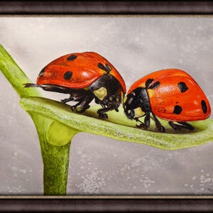 The ladybird painting in a dark frame, this shows off the original art as the colours complement one another.