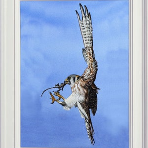 The finished adult kestrel painting in a white frame.  The bird is in flight, coming into land with a lizard in its talons.  Its wings are outstretched, and it's feet forward, the picture looks at the bird from a side view.