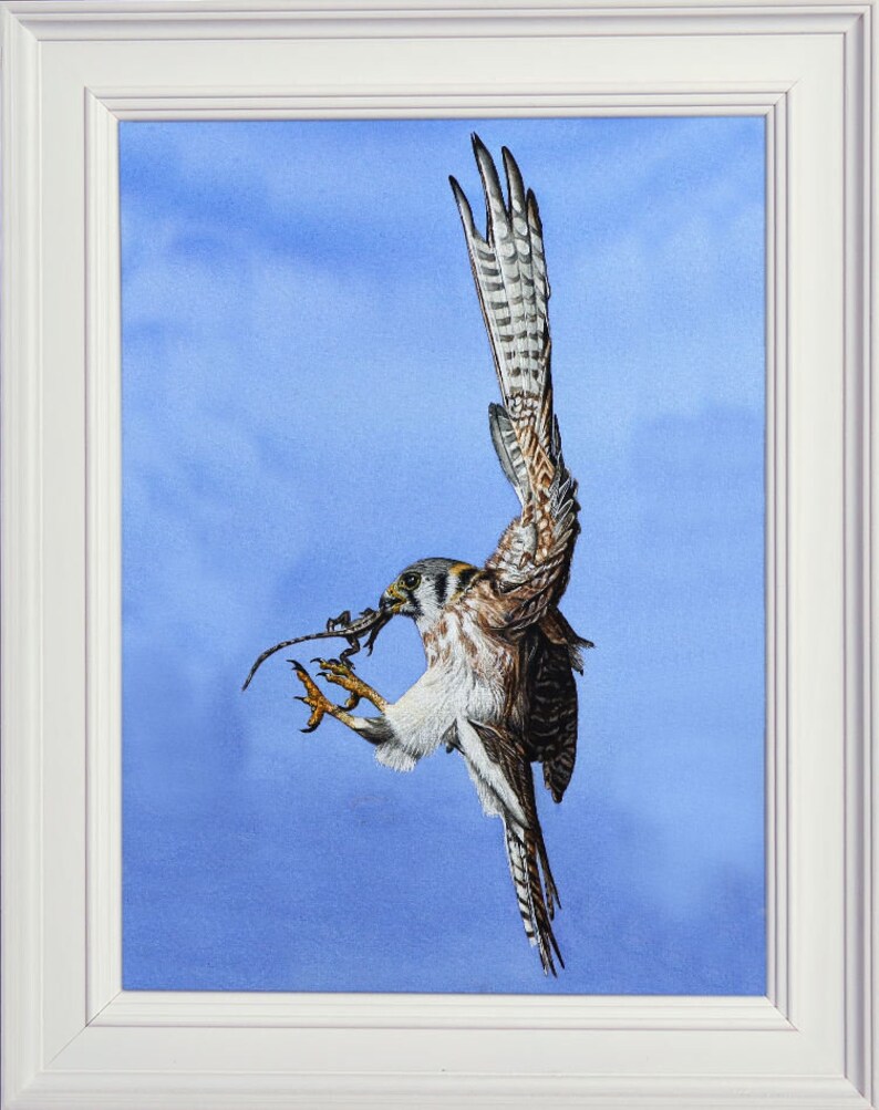 The finished adult kestrel painting in a white frame.  The bird is in flight, coming into land with a lizard in its talons.  Its wings are outstretched, and it's feet forward, the picture looks at the bird from a side view.