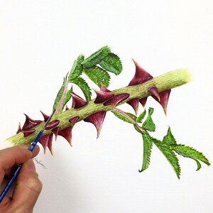 Paul completing his botanical study of the dog roses stem.  This has large burgundy thorns which surround the stem, and he has also painted two of the leaves which have several lopes attached to a stem.