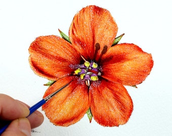 Lección de pintura con acuarela de flores silvestres: Pimpinela Escarlata (PDF)