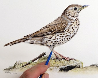 Lección de pintura de zorzal común en acuarela: Tutorial de arte realista de aves (Descargar PDF)