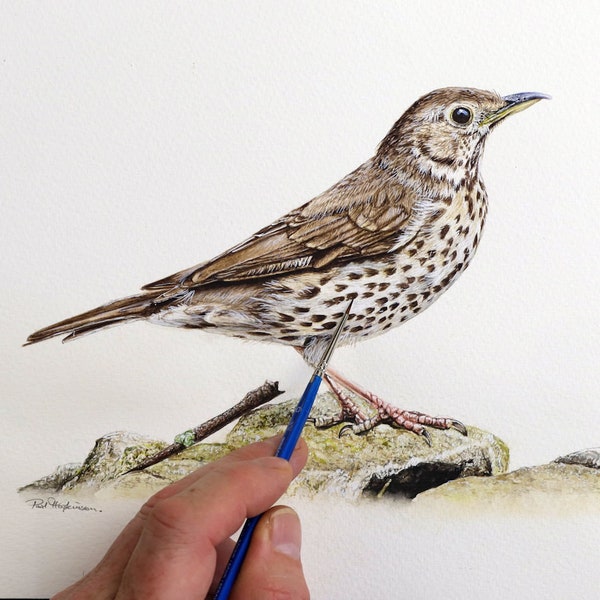 Lección de pintura de zorzal común en acuarela: Tutorial de arte realista de aves (Descargar PDF)