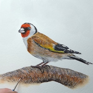Learn How to Paint Birds, Lesson in Realistic Watercolor, Goldfinch Detailed Watercolour Tutorial, Bird Step by Step Painting, Artist Gift