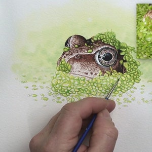 The frog is fully painted, Paul is now working on the duckweed which surrounds the animal.  His paints are shown to the left, with two shades of green and a bright yellow in his palette.  The weed is made up of lots of tiny oval leaves.