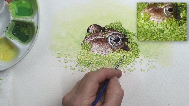 The frog is fully painted, Paul is now working on the duckweed which surrounds the animal.  His paints are shown to the left, with two shades of green and a bright yellow in his palette.  The weed is made up of lots of tiny oval leaves.