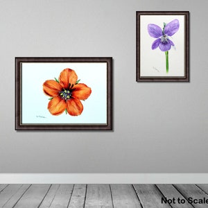 Two of the flower paintings displayed on a grey, painted wall.  The Scarlet Pimpernel is to the left and slightly larger, and the Violet is top-right.
