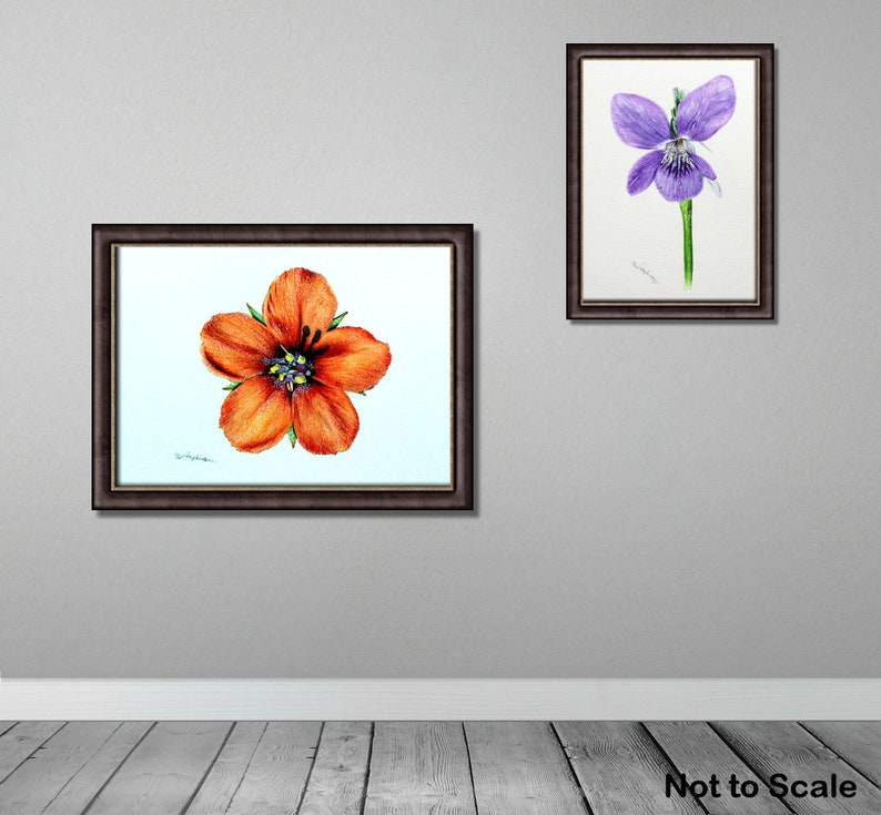 Two of the flower paintings displayed on a grey, painted wall.  The Scarlet Pimpernel is to the left and slightly larger, and the Violet is top-right.