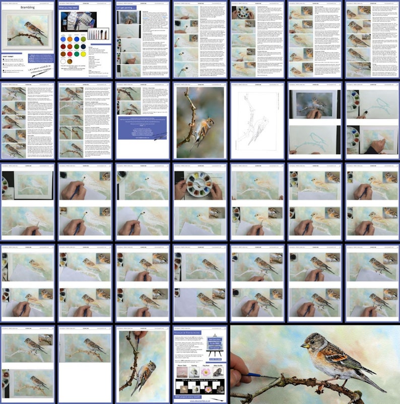 An overview image of the watercolour bird painting tutorial.  This shows all the pages that are in the PDF, and how they are laid out with text instruction and photos of Paul's painting as it progresses.