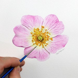 Paul finishing off painting an open rose in watercolour.  The rose has 5 soft pink petals, with darker veins.  The centre is full of stamens in a bright orange/ yellow.  Paul is using a very small brush.