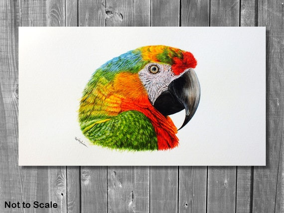 オリジナル水彩コンゴウインコの絵画：リアルな鳥の肖像画、5.2x4.5