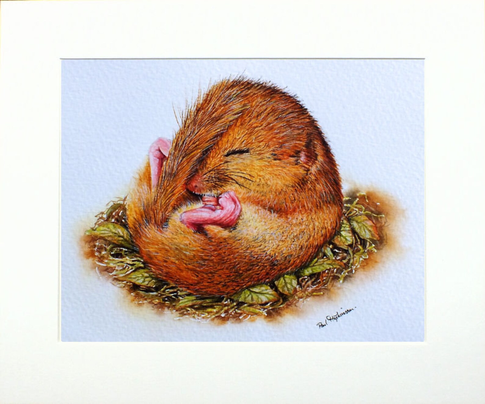 ORIGINAL Dormouse Watercolour Painting Cute Watercolor | Etsy