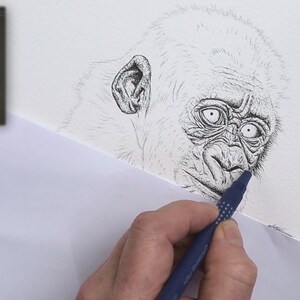 An early stage in this painting, Paul is working on the ink outline with a fine tipped permanent pen.  In the photo he has most of the face completed, and the ear, but is yet to work on the rest of the animal.