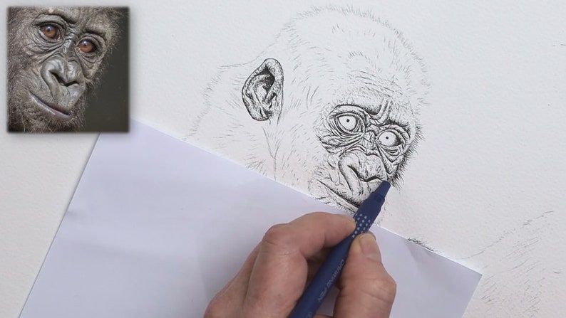 An early stage in this painting, Paul is working on the ink outline with a fine tipped permanent pen.  In the photo he has most of the face completed, and the ear, but is yet to work on the rest of the animal.