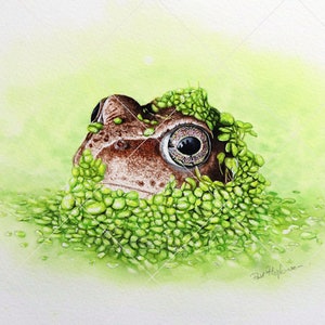 The finished frog painting shown in its entirety without a mount or frame.