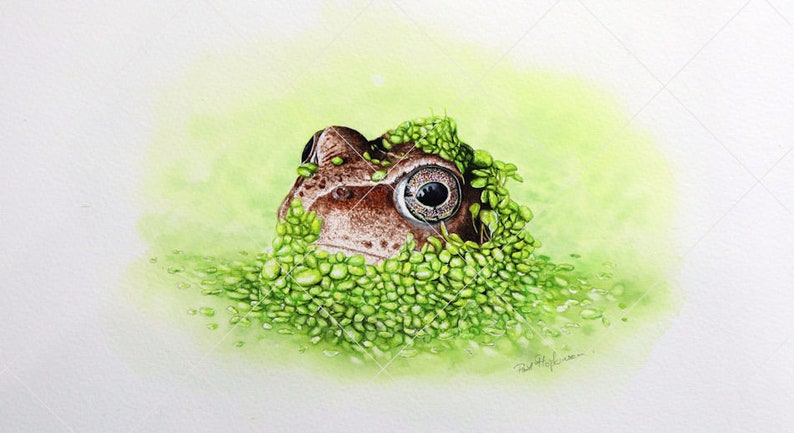 The finished frog painting shown in its entirety without a mount or frame.