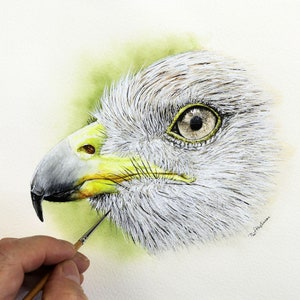 Art Tutorial, Learn to Paint in Watercolour, Step-by-Step Downloadable Lesson, Watercolor Painting Tutorial, Red Kite Bird Painting