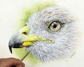 Art Tutorial, Learn to Paint in Watercolour, Step-by-Step Downloadable Lesson, Watercolor Painting Tutorial, Red Kite Bird Painting