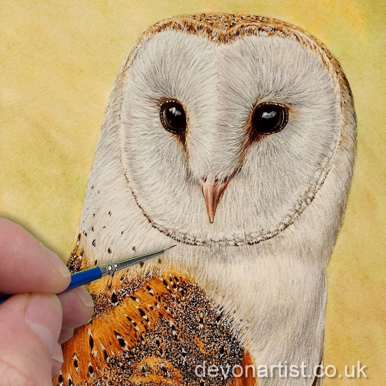 Paul is shown finishing off a highly detailed painting of a Barn Owl.  The bird has a heart-shaped face covered in white feathers, which spread over the sides of the head and neck.  Its wings are a golden brown, with dark markings and white dots