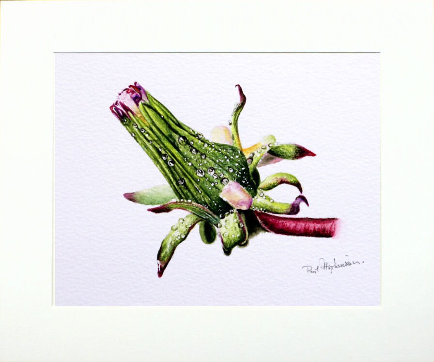 Botanical Watercolor Painting Original Illustration Fine Art | Etsy