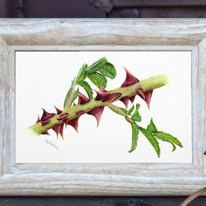 The botanical painting in a white wooden frame