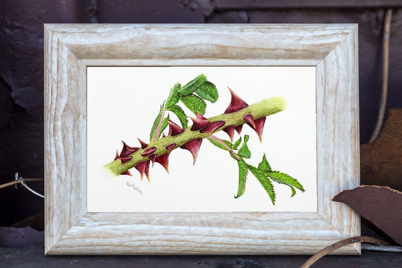 The botanical painting in a white wooden frame