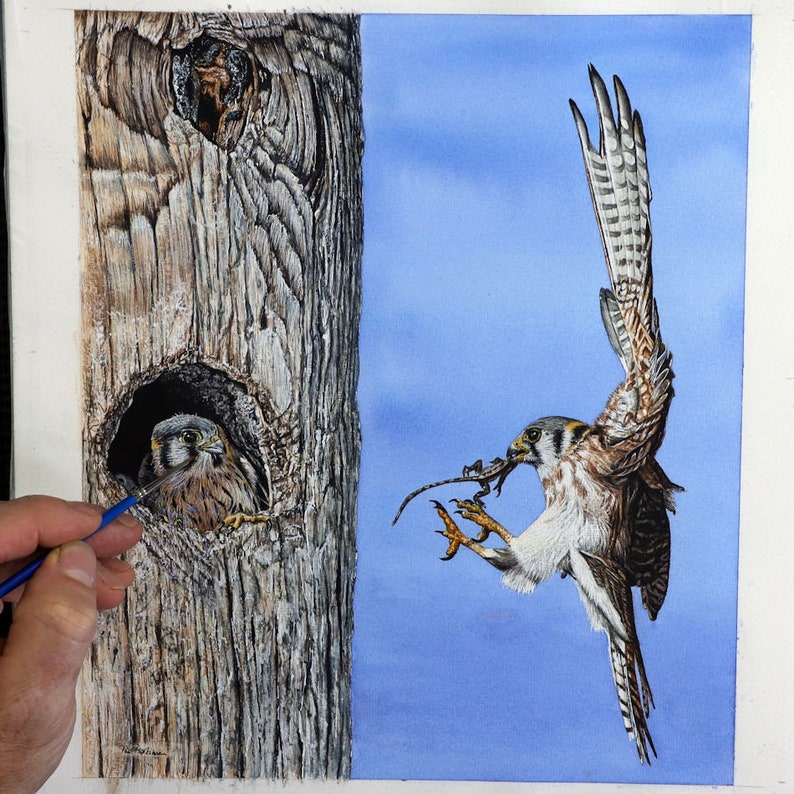 This photo of Paul's painting has a tree painted on the left with a juvenile Kestrel popping its head out.  The lizard the adult is carrying is obviously being eagerly awaited.