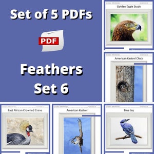 An overview of the 5 painting lessons included in this set.  There's a golden eagle head study, a kestrel chick in a tree, a blue jay on a branch, a kestrel in flight holding a lizard and a crowned crane.