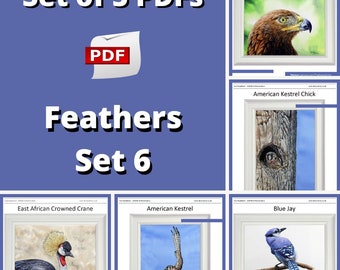 Bird Watercolour Painting Lessons, Learn to Paint in Realistic Watercolor, Bird Illustrations