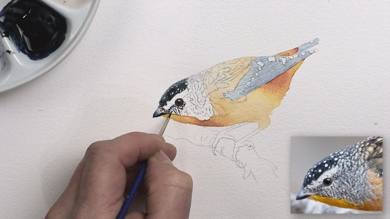Paul has now added the black spotty cap on the bird's head, and has applied an orange / yellow wash to the body, and grey on the wings.