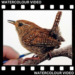 Watercolor Painting Video, Learn to Paint a Wren in Fine-detailed Watercolour 画像 1