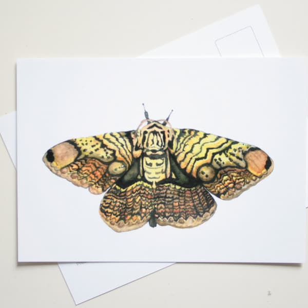 Butterfly art postcard